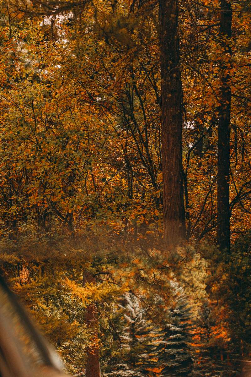 missoula orange leafed trees brown